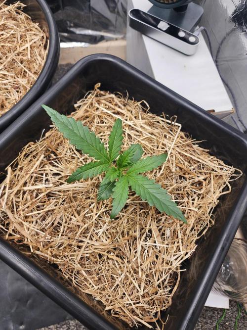 Guava RF3. Week 2 - Day 13