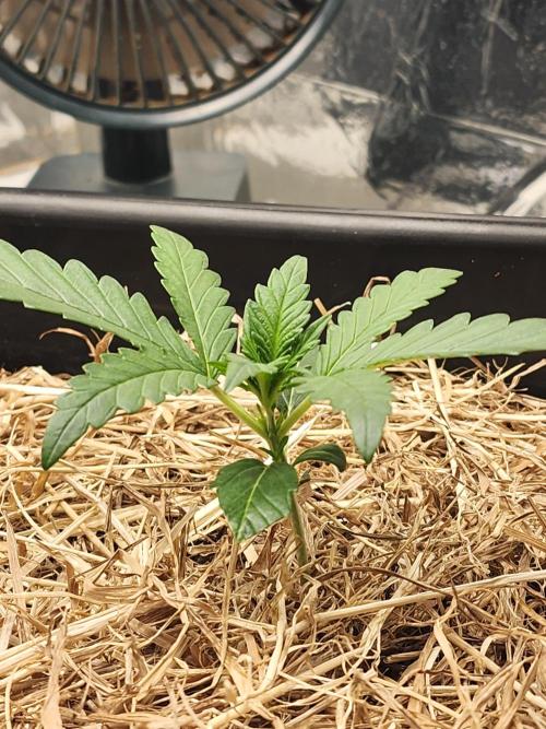 Guava RF3. Week 2 - Day 12