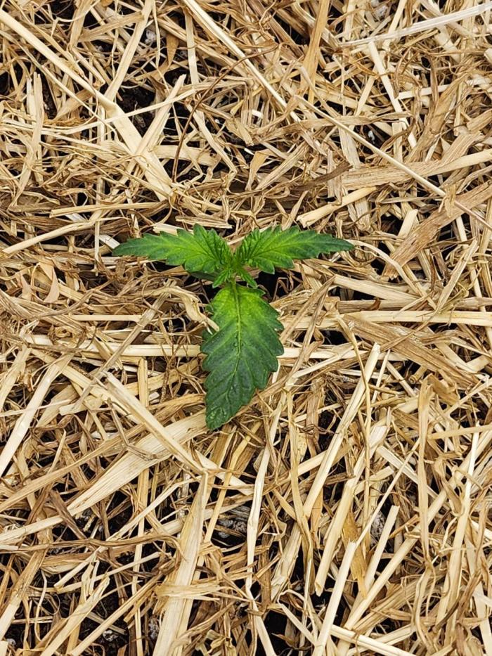 Cherry Cola RF3. Week 2