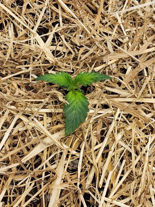 Cherry Cola RF3. Week 2