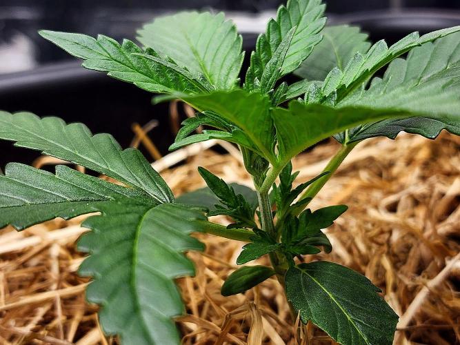 Guava RF3. Week 3 - Day 15