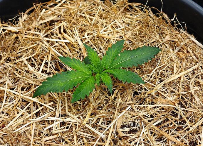 Cherry Cola RF3. Week 2