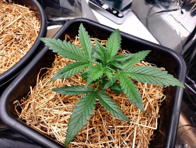 Guava RF3. Week 3 - Day 16