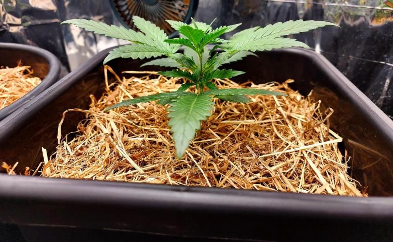 Guava RF3. Week 3 - Day 16