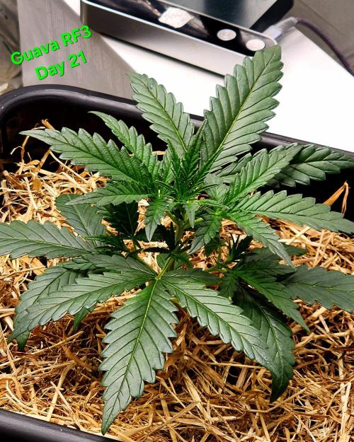 Guava RF3. Week 4 -  Day 21