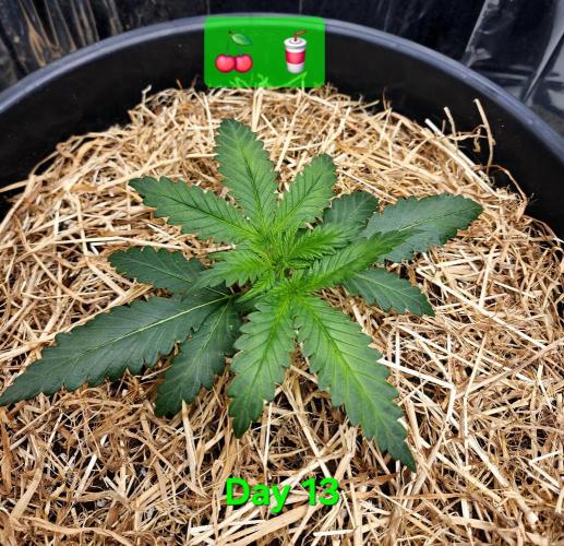 Cherry Cola RF3. Week 2 - Day 13