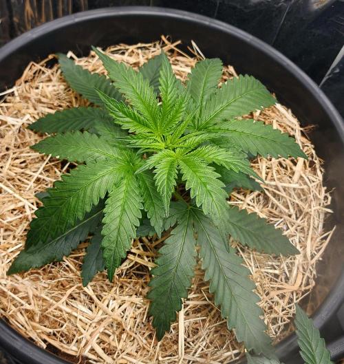 Cherry Cola RF3. Week 3