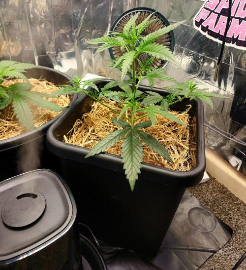 Guava RF3. Week 4 - Day 24