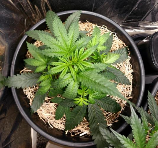 Cherry Cola RF3. Week 4 - Day 22