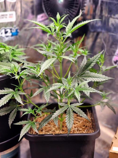 Guava RF3. Week 5 - Day 32