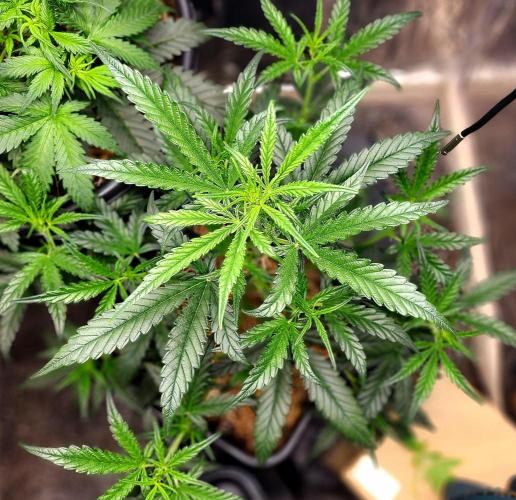 Guava RF3. Week 5 - Day 33