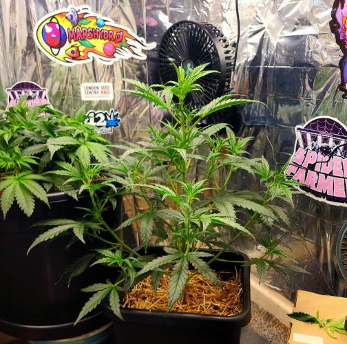 Guava RF3. Week 5 - Day 33