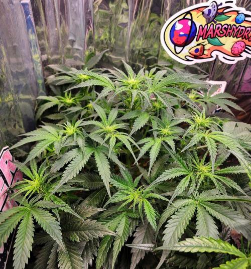 Cherry Cola RF3. Week 6