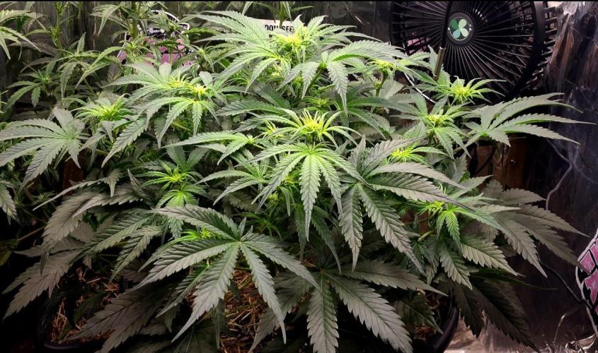 Cherry Cola RF3. Week 6 - Day 40