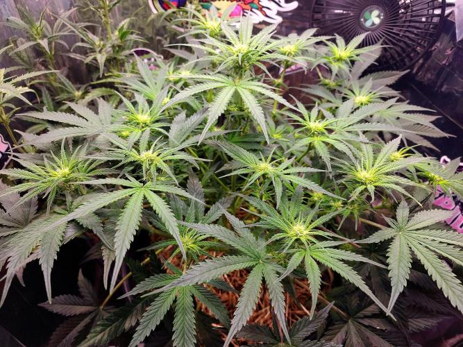 Cherry Cola RF3. Week 6 - Day 42