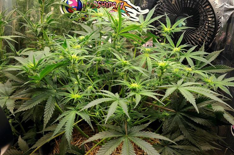 Cherry Cola RF3. Week 6
