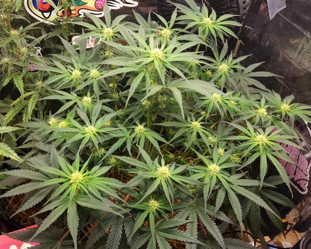 Cherry Cola RF3. Week 6