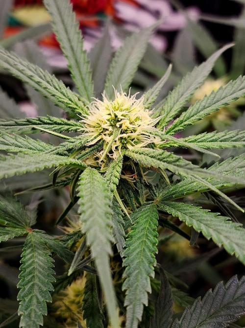 Cherry Cola RF3. Week 7