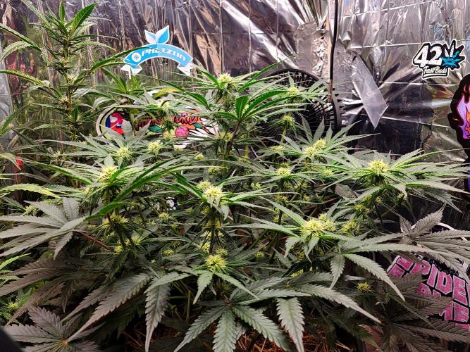 Cherry Cola RF3. Week 7