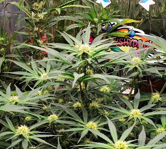 Cherry Cola RF3. Week 7