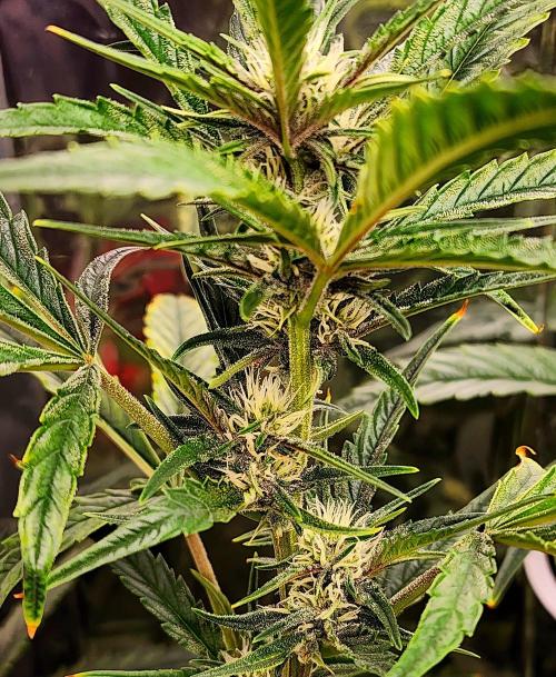 Guava RF3. Week 7