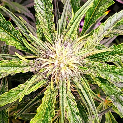 Guava RF3. Week 7