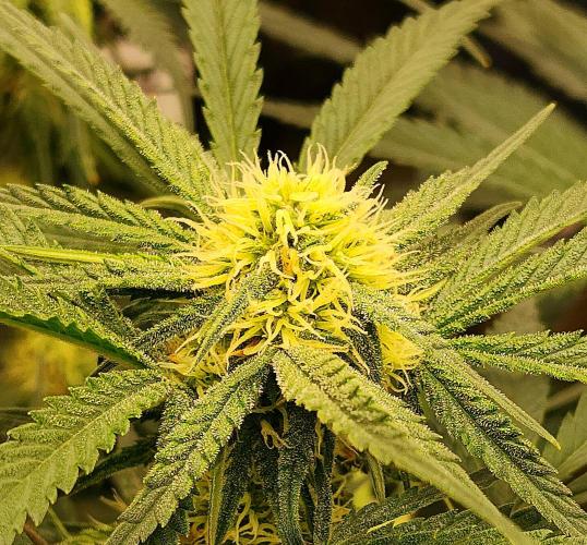 Cherry Cola RF3. Week 7