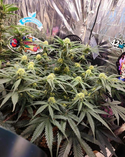 Cherry Cola RF3. Week 7
