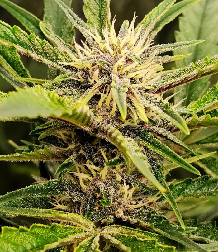 Guava RF3. Week 8