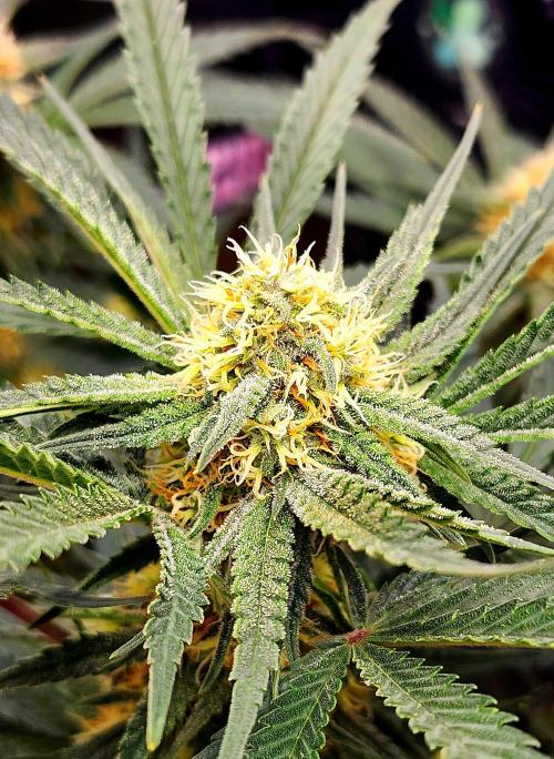 Cherry Cola RF3. Week 8