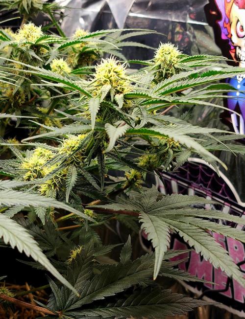 Cherry Cola RF3. Week 8