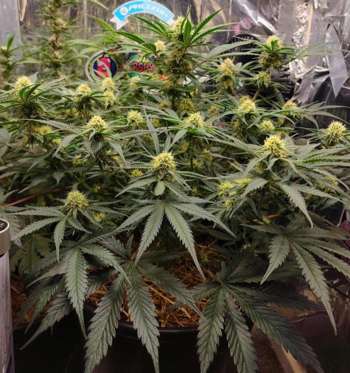 Cherry Cola RF3. Week 8
