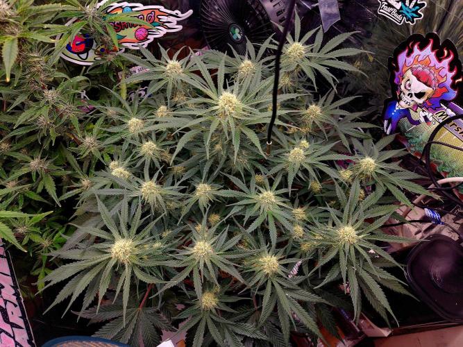 Cherry Cola RF3. Week 8