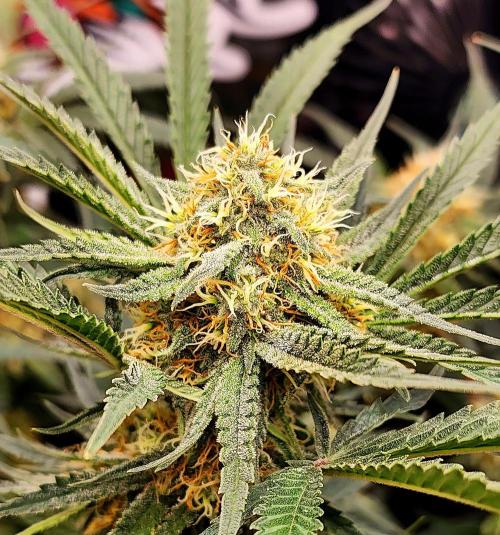 Cherry Cola RF3. Week 8