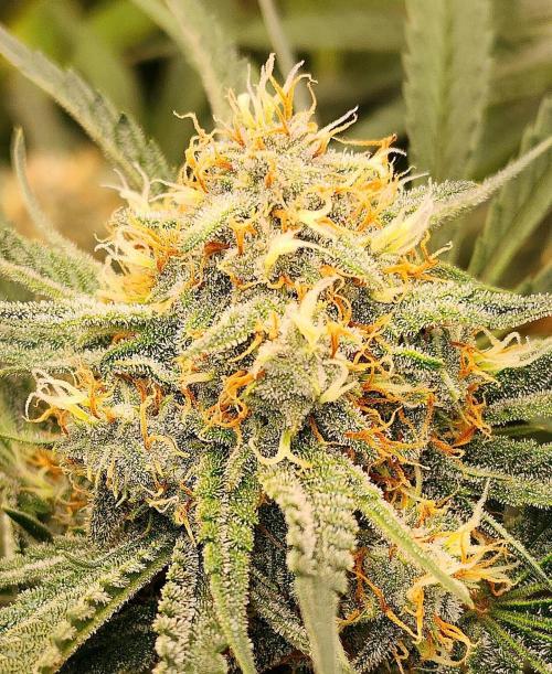 Cherry Cola RF3. Week 9