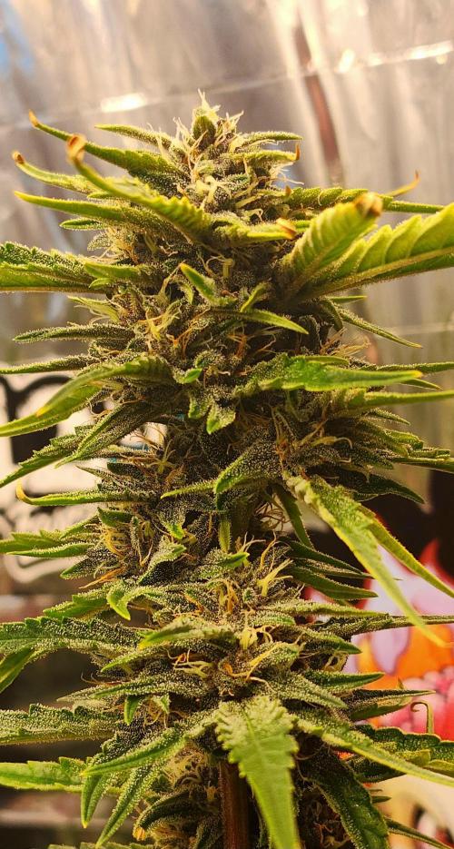 Guava RF3. Week 9