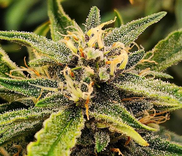 Guava RF3. Week 9