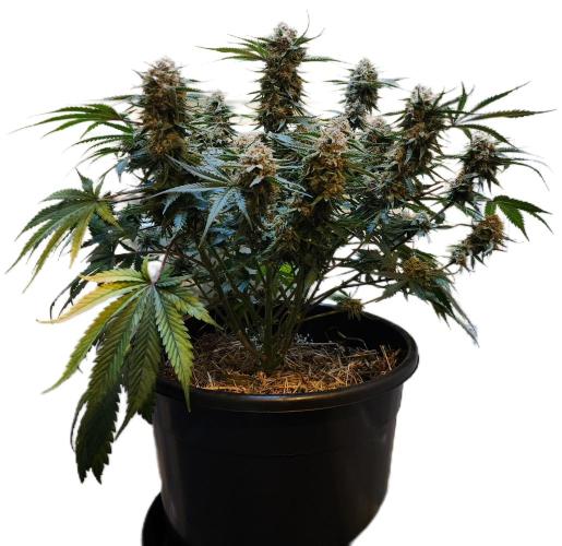 Cherry Cola RF3. Week 10