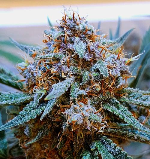 Cherry Cola RF3. Week 10