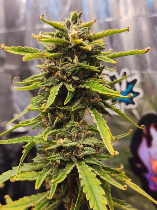 Guava RF3. Week 10