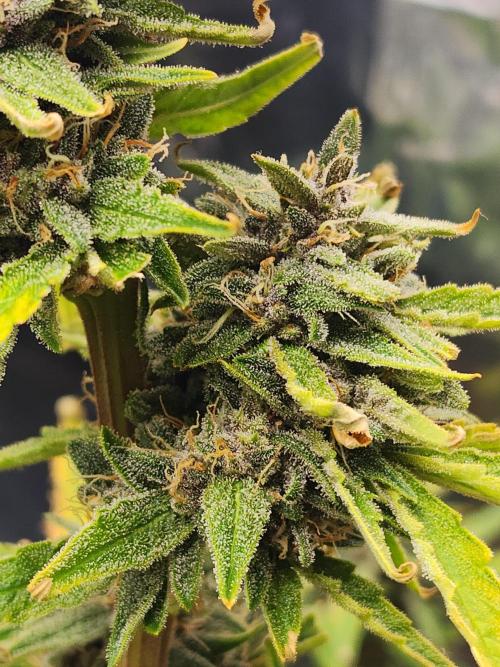Guava RF3. Week 10