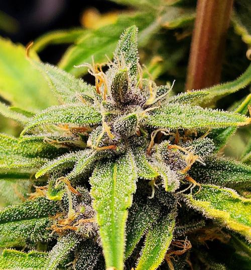 Guava RF3. Week 10