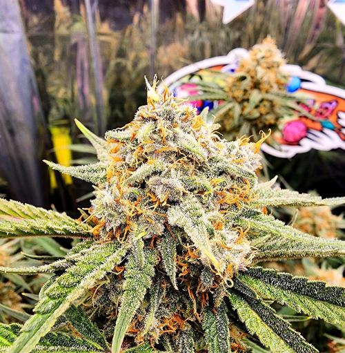 Cherry Cola RF3. Week 11