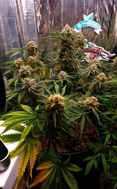 Cherry Cola RF3. Week 11