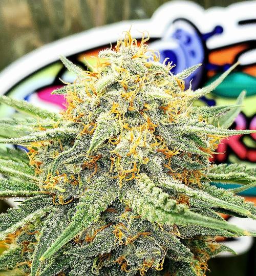 Cherry Cola RF3. Week 11