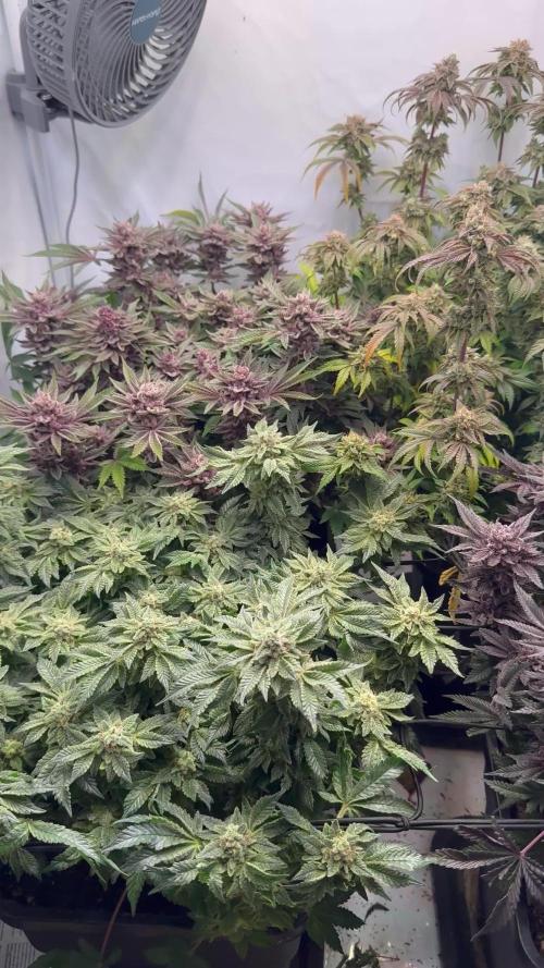 Cali Strains 80x80 sanlight #1