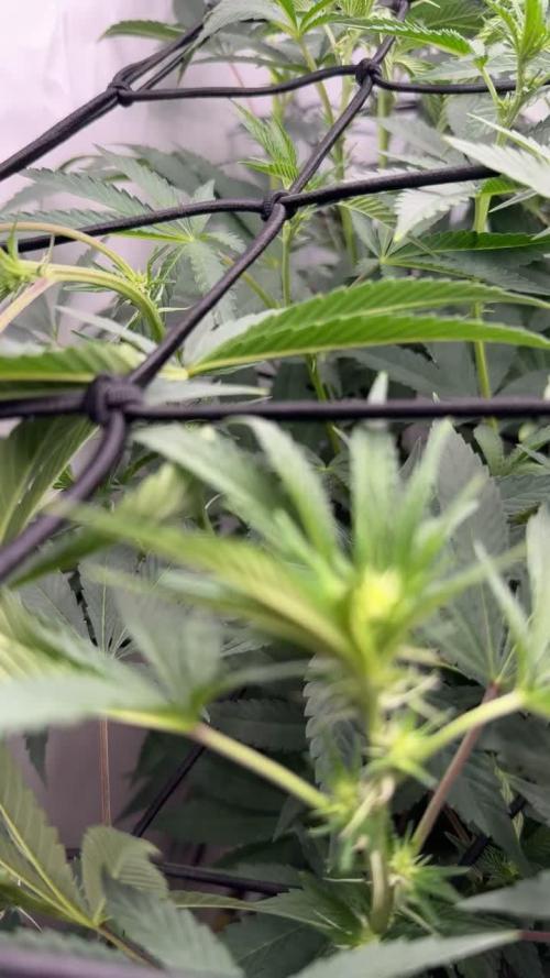 Scrog Seed Junky Lumatek