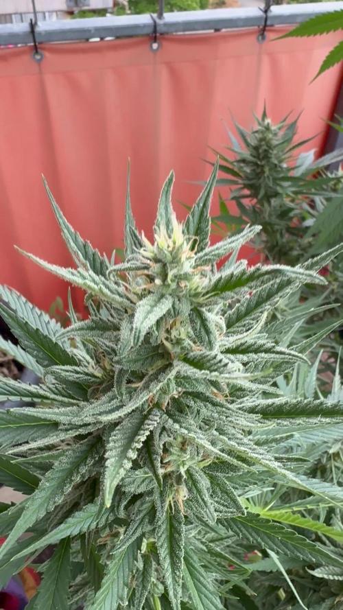 Fast Buds Outdoor 2025