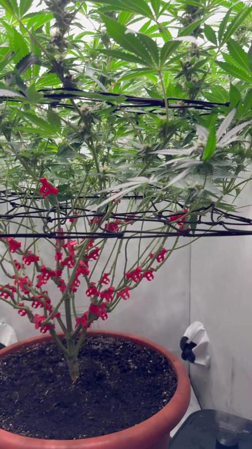 Scrog Seed Junky Lumatek