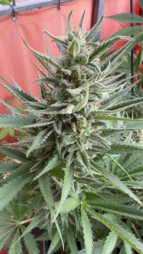 Fast Buds Outdoor 2025